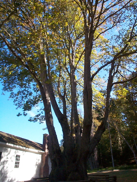English Camp tree