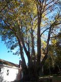 English Camp tree